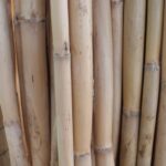 Bamboo