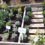 Succulents