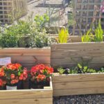 Planter Boxes