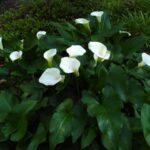 Zantedeschia aethiopica