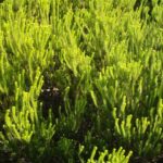 Agathosma collina