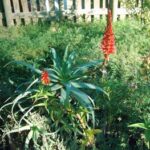 Aloe arborescens