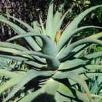 Aloe thaskii