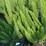 Asparagus Cats Tail