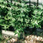 Budleya salvifolia