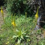 Bulbine natalensis