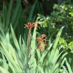 Chasmanthe floribunda