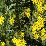 Chrysanthemoides Monilifera