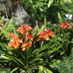 Clivia miniata