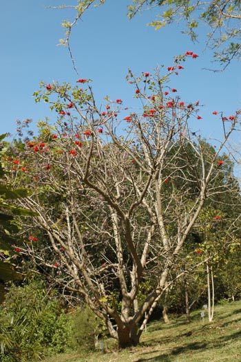 Coral Tree