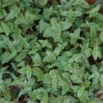 Crassula pellucida