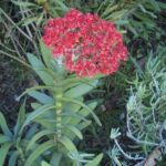 Crassula perfoliata