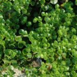 Crassula spathulata
