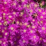 Delosperma cooperi