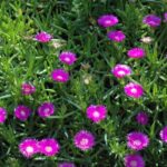 Delosperma lydenburgensis