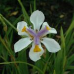 Dietes grandiflora