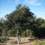 Diosporous whyteana