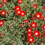 Drosanthemum speciosum