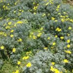 Euryops pectinatus