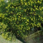 Euryops virgineus