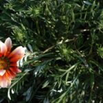 Gazania Giant Red