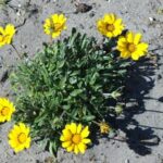 Gazania Giant Yellow