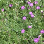 Geranium incanum