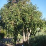 Halleria lucida