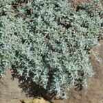 Helichrysum argyrophyllum