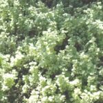 Helichrysum limelight