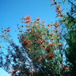 Leonotis leonorus
