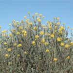 Leucospermum cordifolium