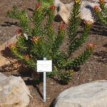 Mimetes cucullatus
