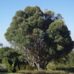 Olea Africana