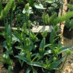 Ornithogalum thyrsoid
