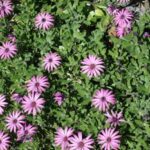 Osteospermum jucundum