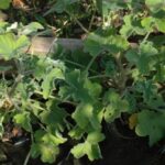 Pelargomium tomentosum