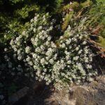 Phylica ericoides
