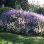 Plectranthus ambiguus