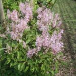 Plectranthus ecklonii