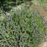 Plectranthus neochilus