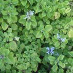 Plectranthus zuluensis