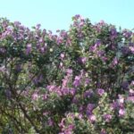 Podalaria sericea