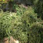 Portulacaria afra (various)