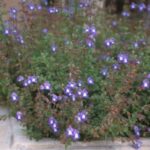 Salvia murii