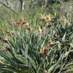 Strelitzia reginae