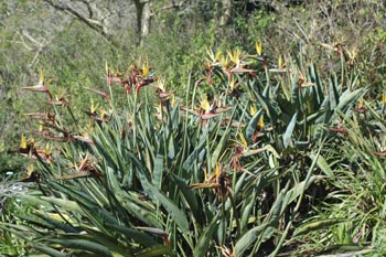 Strelitzia reginae