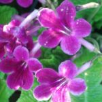Streptocarpus sp.