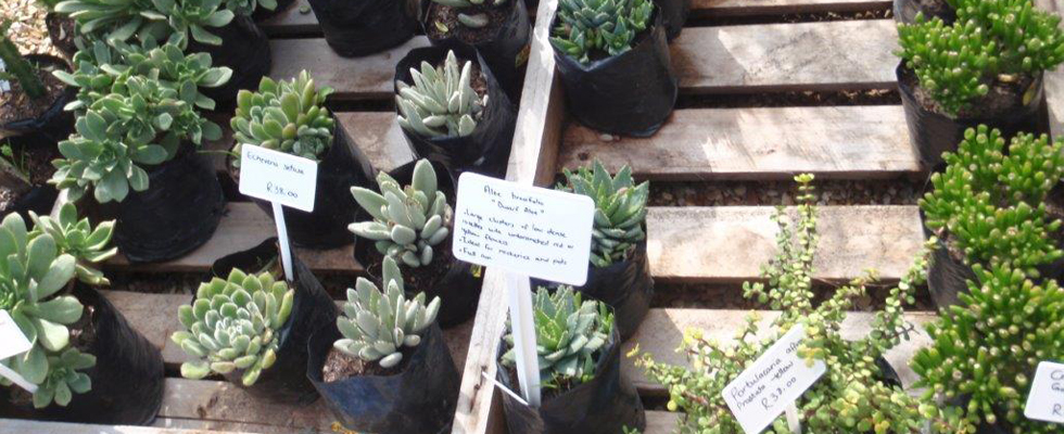 Plant Local, its the only way to grow!