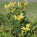 Tecomaria capensis